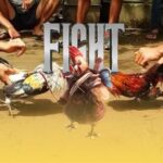 Tổng quan về đá gà cựa sắt tại DOLA789