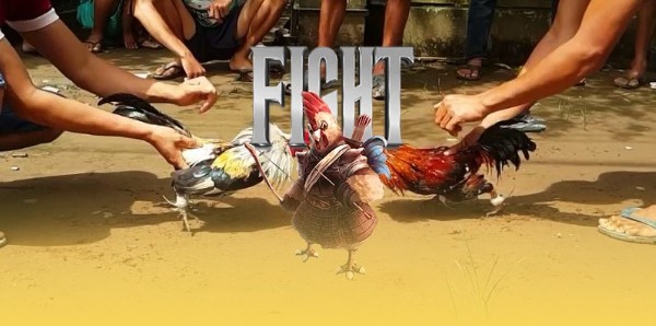 Tổng quan về đá gà cựa sắt tại DOLA789