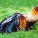 Đá Gà Tre tại top88